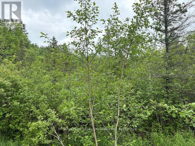 0 Tattersal Road, Dysart Et Al, Ontario  K0M 1S0 - Photo 15 - X13431752