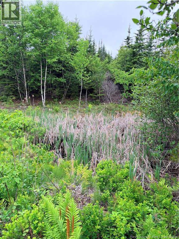 Meadow Cove Road, Musquash, New Brunswick  E5J 1Y5 - Photo 8 - NB141224