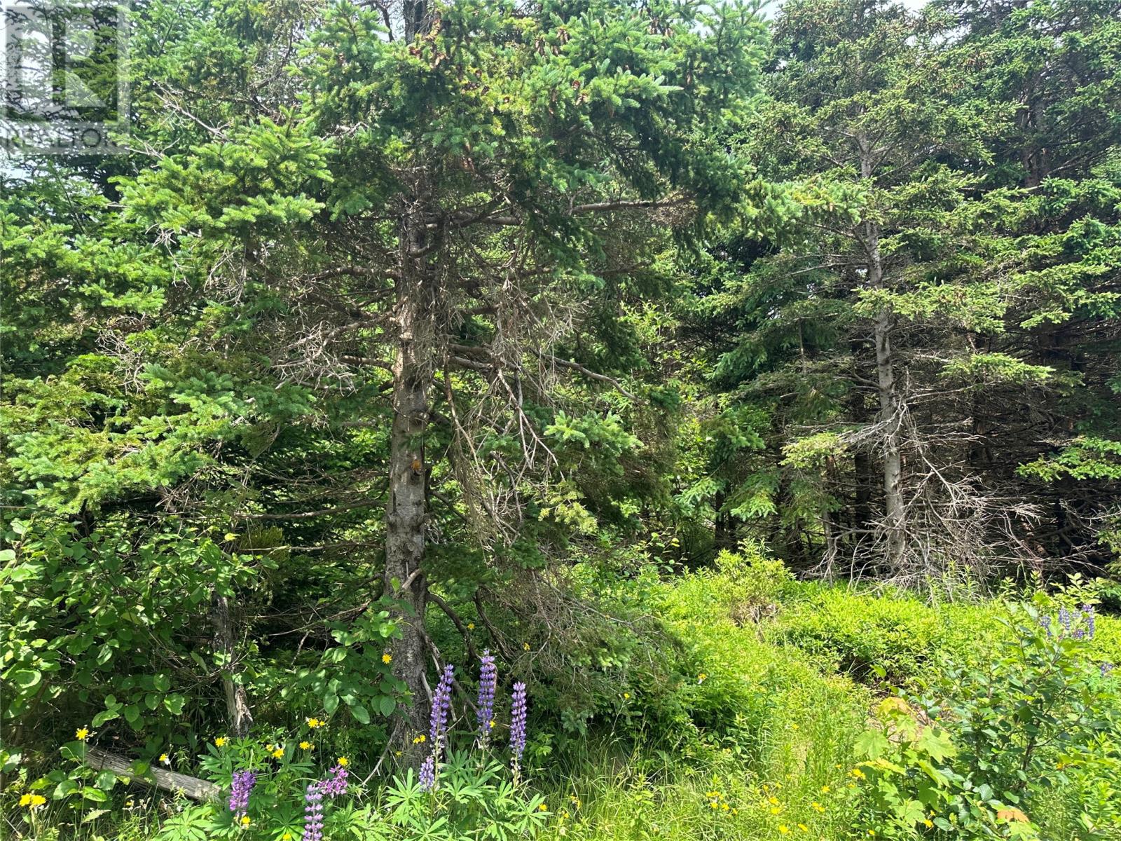 16 Ridge Road, Holyrood, Newfoundland & Labrador  A0A 2R0 - Photo 13 - 1298934