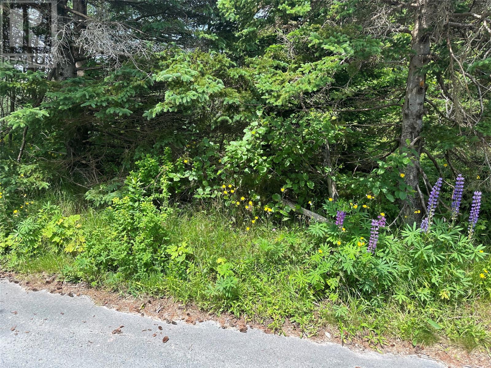 16 Ridge Road, Holyrood, Newfoundland & Labrador  A0A 2R0 - Photo 14 - 1298934