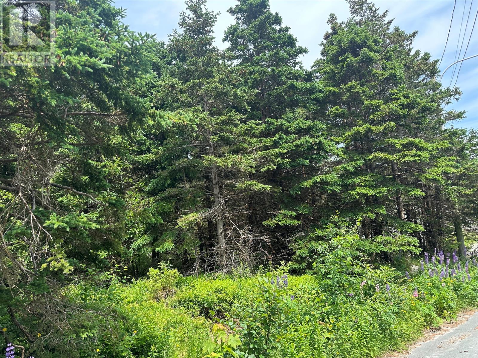 16 Ridge Road, Holyrood, Newfoundland & Labrador  A0A 2R0 - Photo 16 - 1298934
