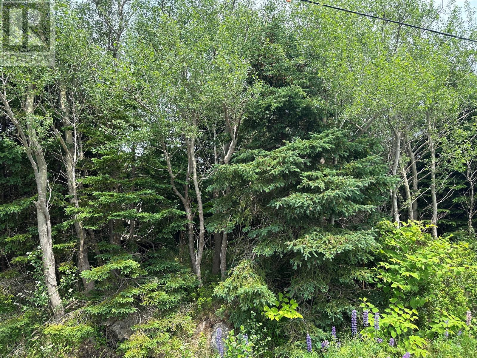 16 Ridge Road, Holyrood, Newfoundland & Labrador  A0A 2R0 - Photo 46 - 1298934