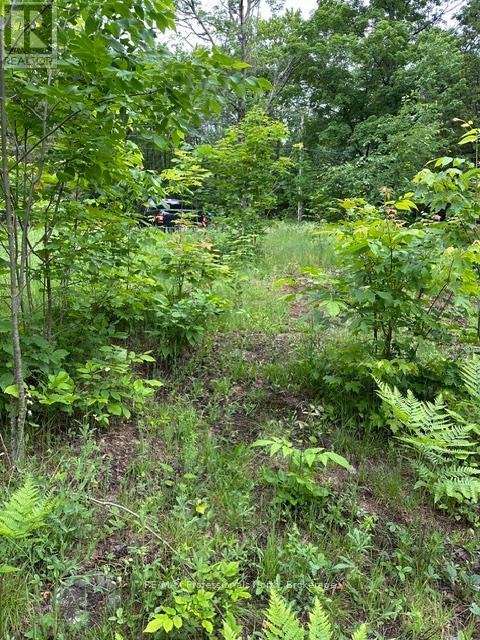1164 Ravine Road, Minden Hills, Ontario K0M 2K0 - Photo 14 - X13447834
