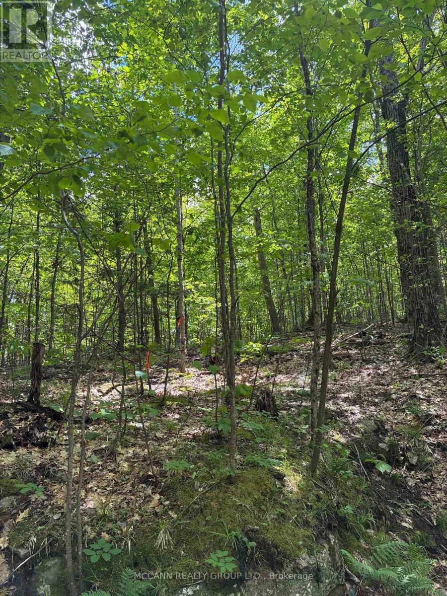 0 Starlight Road, Minden Hills, Ontario K0M 2K0 - Photo 5 - X13438376