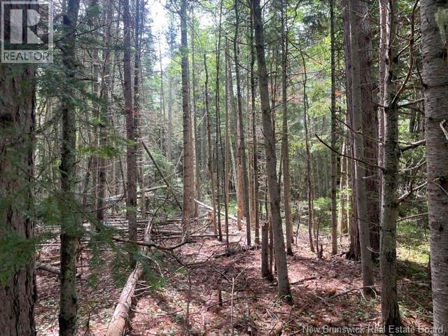 8353 Route 10, Cumberland Bay, New Brunswick  O0O 0O0 - Photo 47 - NB140789
