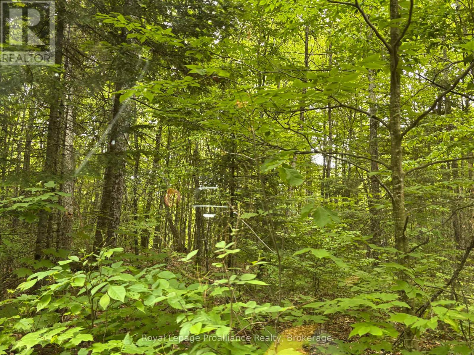 1623 Madawaska Road, Hastings Highlands, Ontario K0L 2K0 - Photo 6 - X13455874