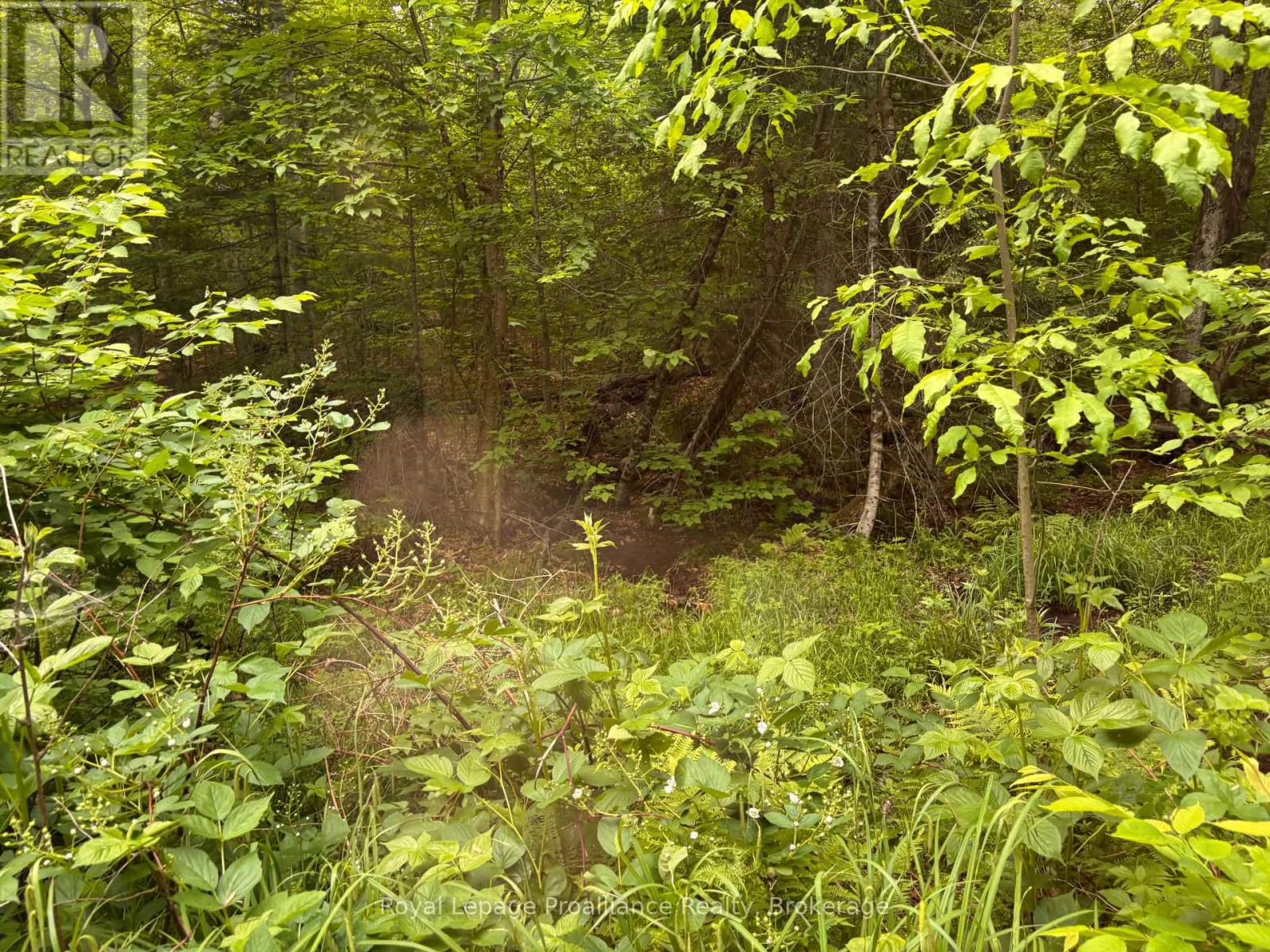 1623 Madawaska Road, Hastings Highlands, Ontario K0L 2K0 - Photo 7 - X13455874