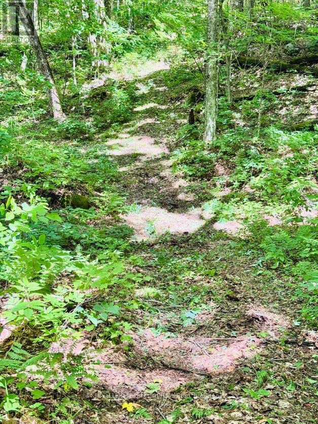 16741 Highway 118, Dysart Et Al, Ontario  K0M 1S0 - Photo 44 - X13468034