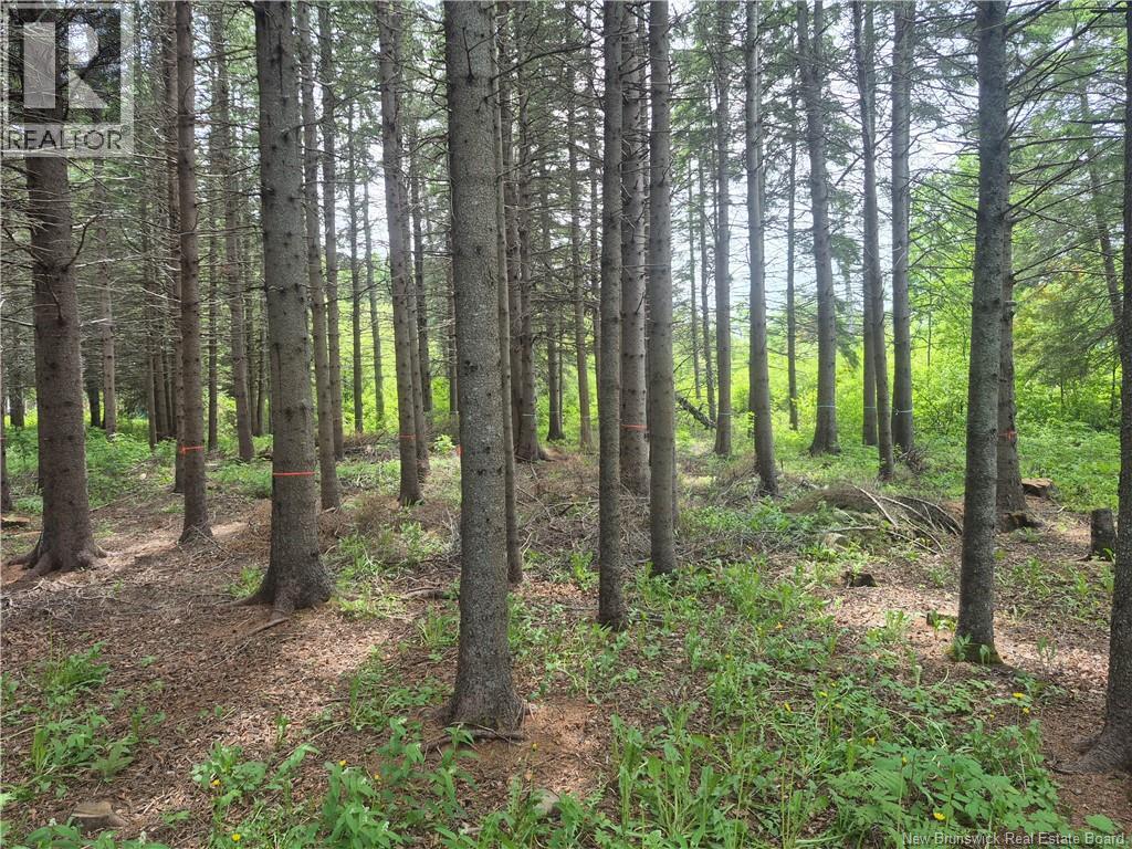 2.3 Acres Route 134, Petit-Rocher-Nord, New Brunswick  E8J 2E5 - Photo 3 - NB142125