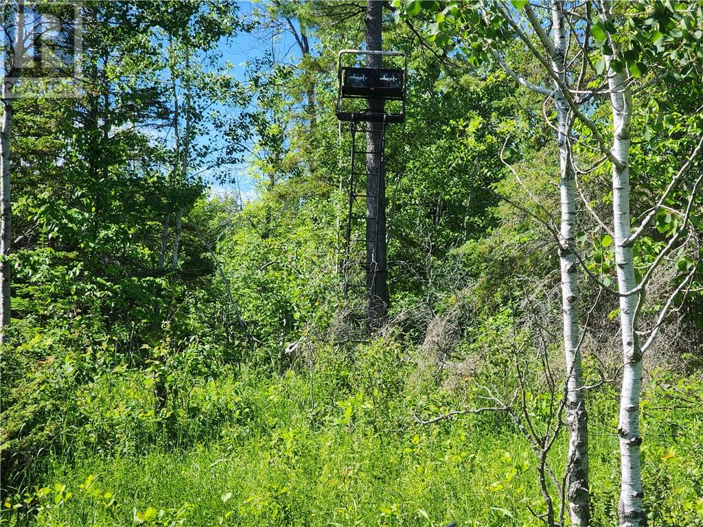 N/a Perch Lake Rd., Nemi, Ontario  P0P 1K0 - Photo 27 - 2128607