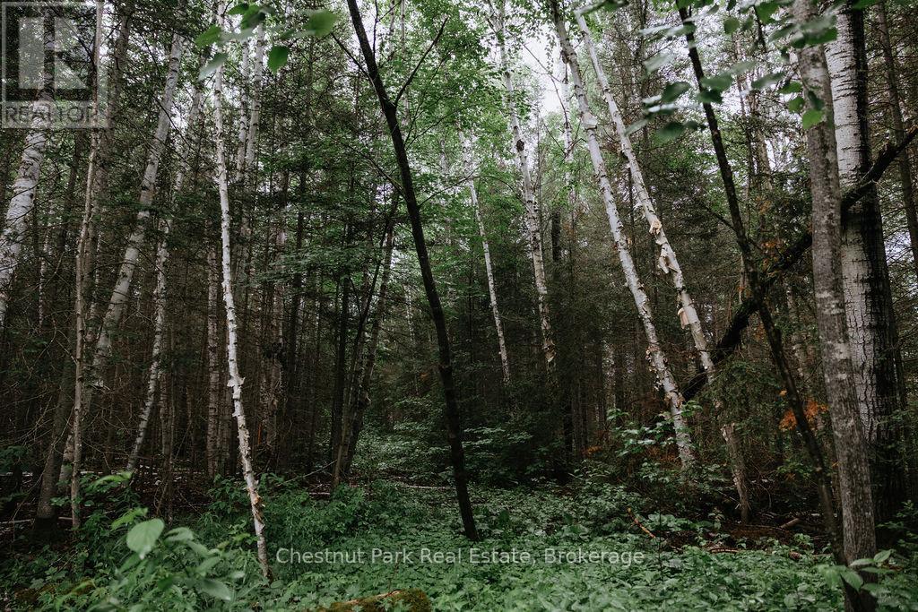 447 Fox Run, Temagami, Ontario  P0H 2H0 - Photo 40 - X13484364
