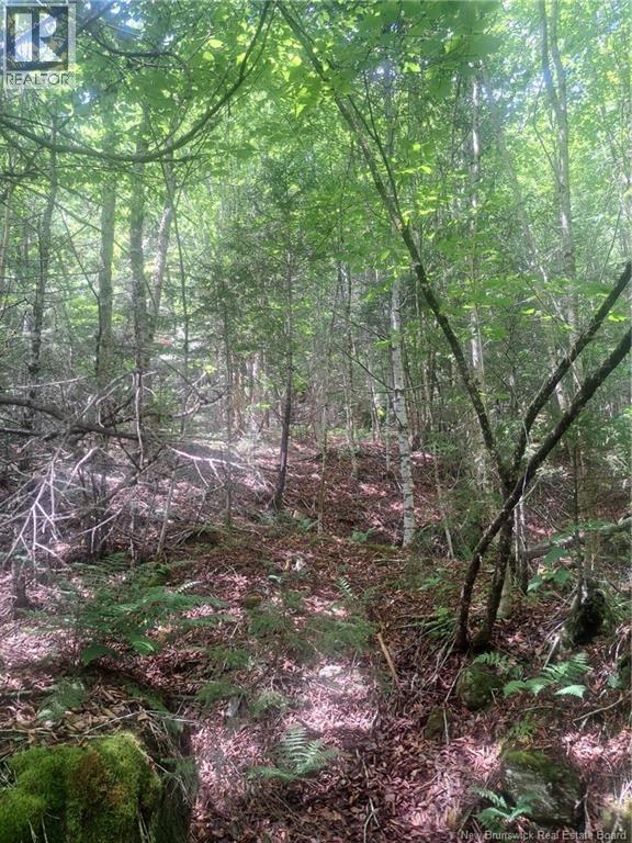 0 Pattersonsiding/town Plot Road, St. Martins, New Brunswick E5R 2B7 - Photo 9 - NB141741