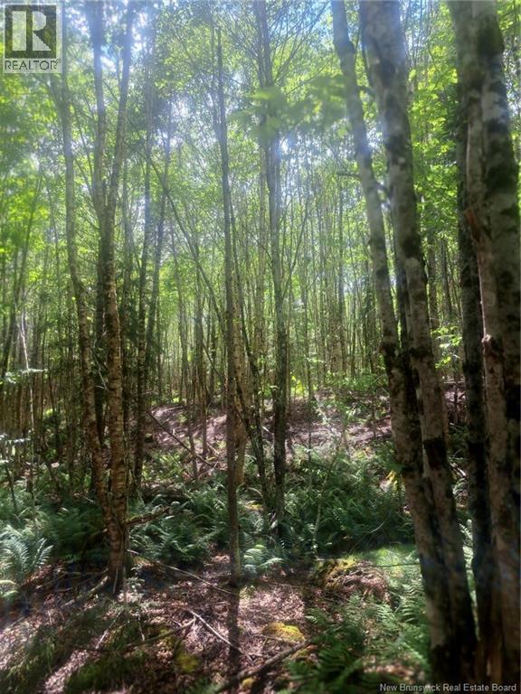 0 Pattersonsiding/town Plot Road, St. Martins, New Brunswick E5R 2B7 - Photo 10 - NB141741