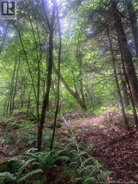 0 Pattersonsiding/town Plot Road, St. Martins, New Brunswick E5R 2B7 - Photo 5 - NB141741