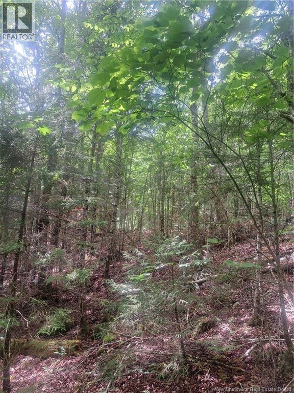 0 Pattersonsiding/town Plot Road, St. Martins, New Brunswick E5R 2B7 - Photo 8 - NB141741