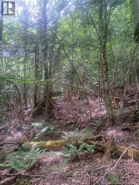 0 Pattersonsiding/town Plot Road, St. Martins, New Brunswick E5R 2B7 - Photo 7 - NB141741