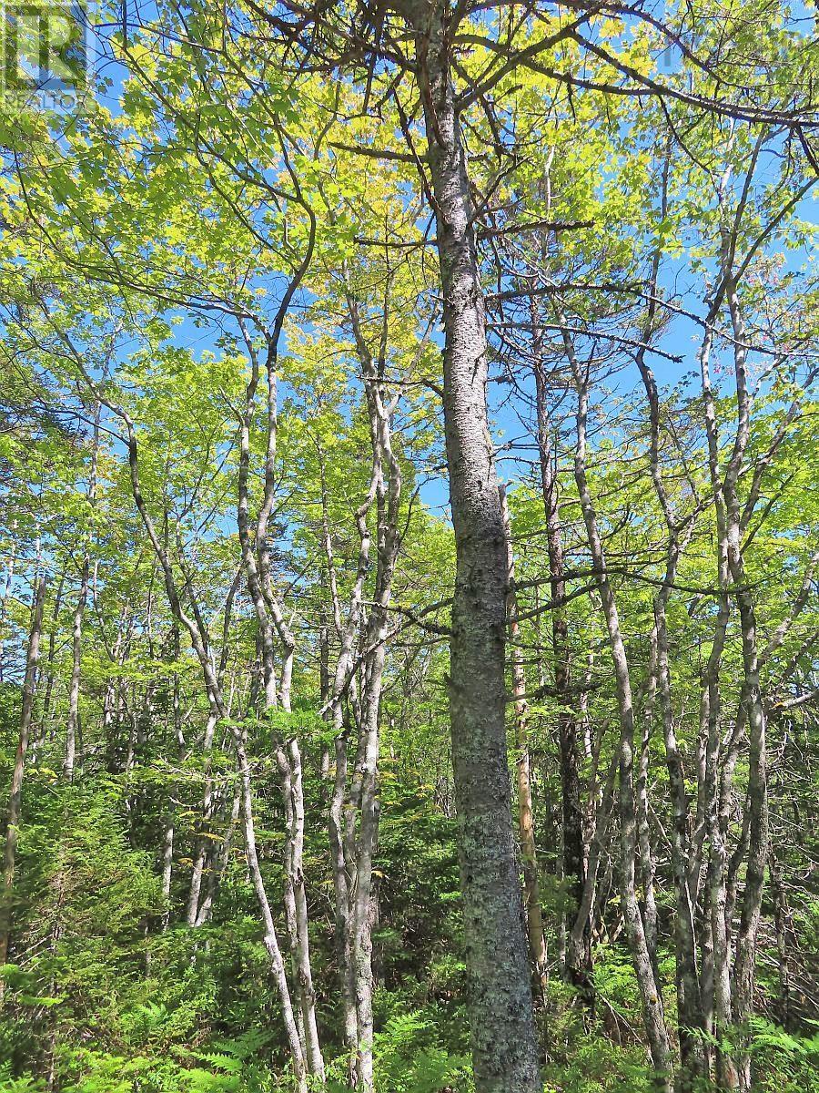 Lot 2 Perry Lane, Lennox Passage, Nova Scotia  B0E 1K0 - Photo 29 - 202416052