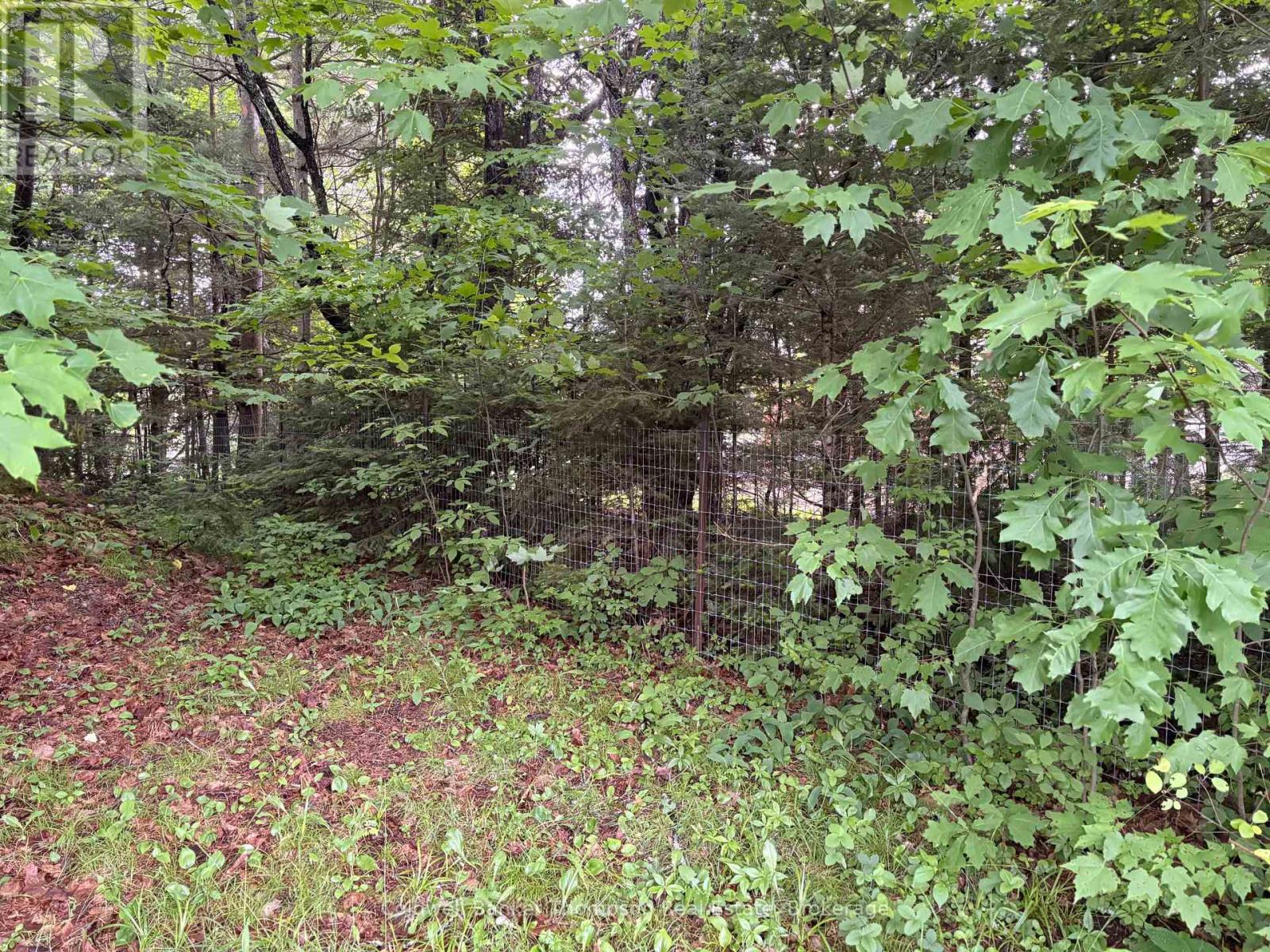2197 Stisted Road S, Mcmurrich/monteith, Ontario  P0A 1Y0 - Photo 4 - X13487080