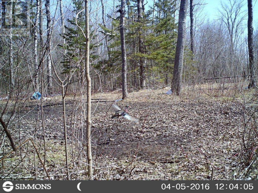 0 Lilac Road At Pigeon Lake Road, Kawartha Lakes, Ontario  K9V 4R3 - Photo 18 - X13492004