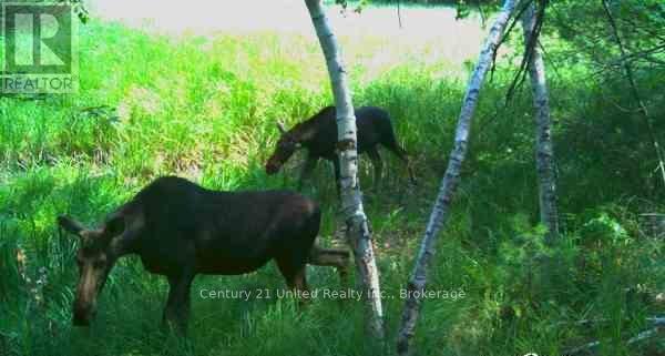 Lt 9 N 1/2 Lt 10 Con 13, Kawartha Lakes, Ontario  L0K 1W0 - Photo 10 - X13506336