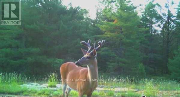 Lt 9 N 1/2 Lt 10 Con 13, Kawartha Lakes, Ontario  L0K 1W0 - Photo 9 - X13506336