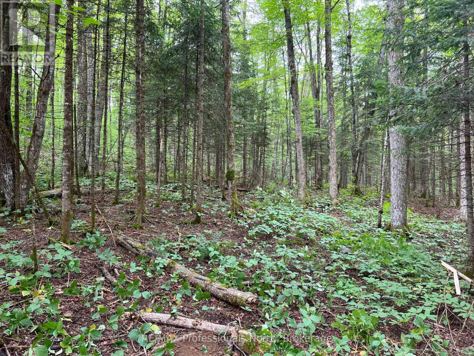 1291 Highway 520, Ryerson, Ontario  P0A 1C0 - Photo 6 - X13519964