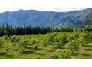 Lots 71-72 HARRISON Road, Arrow Park, BC V0G 1R1