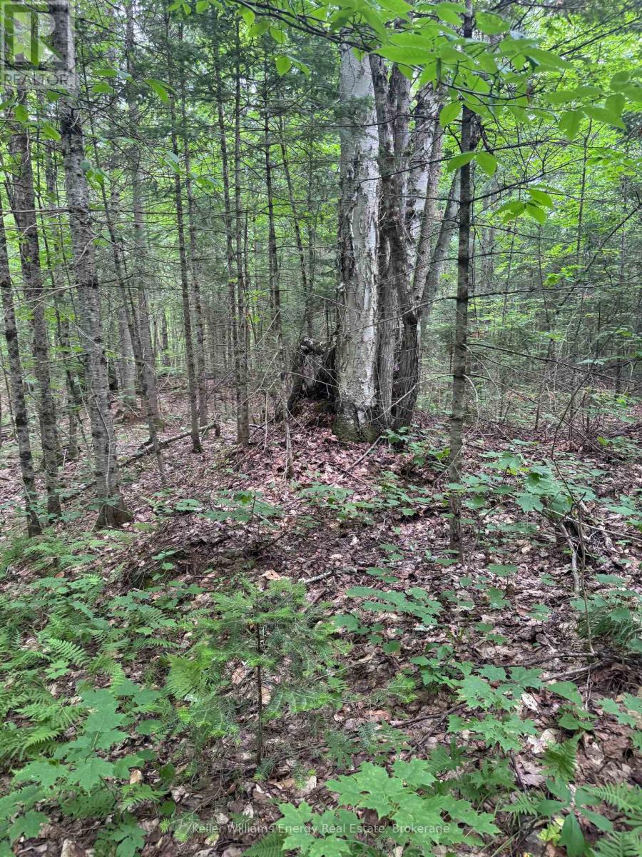 N/a Cross Country Road, Hastings Highlands, Ontario  K0L 1C0 - Photo 10 - X13546108