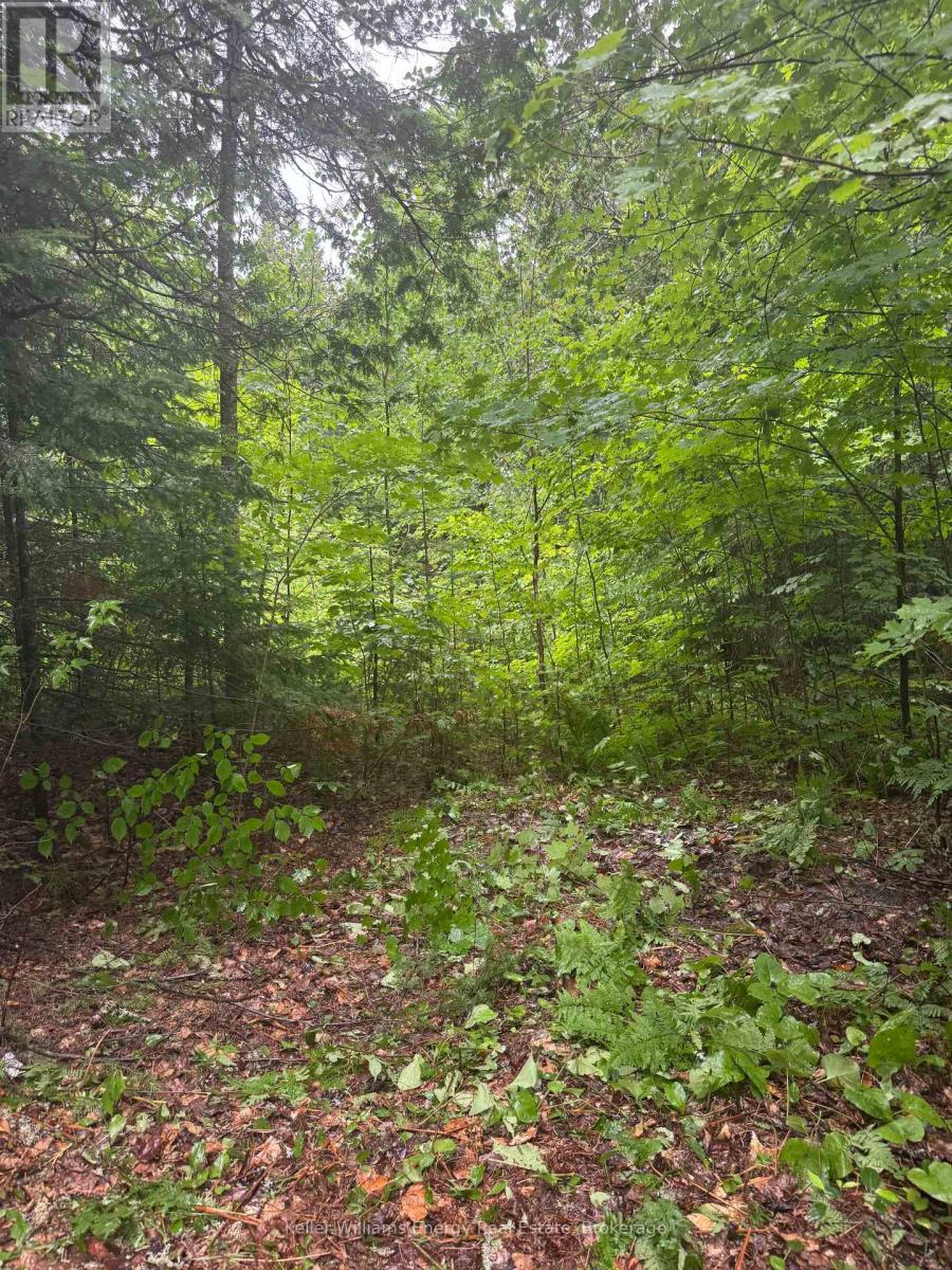 N/a Cross Country Road, Hastings Highlands, Ontario  K0L 1C0 - Photo 5 - X13546108