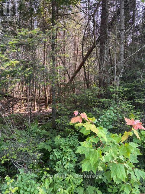 1a   Pt Lt 12 Con 2 Boundary Road, Parry Sound Remote Area, Ontario  P0A 1X0 - Photo 3 - X13559978