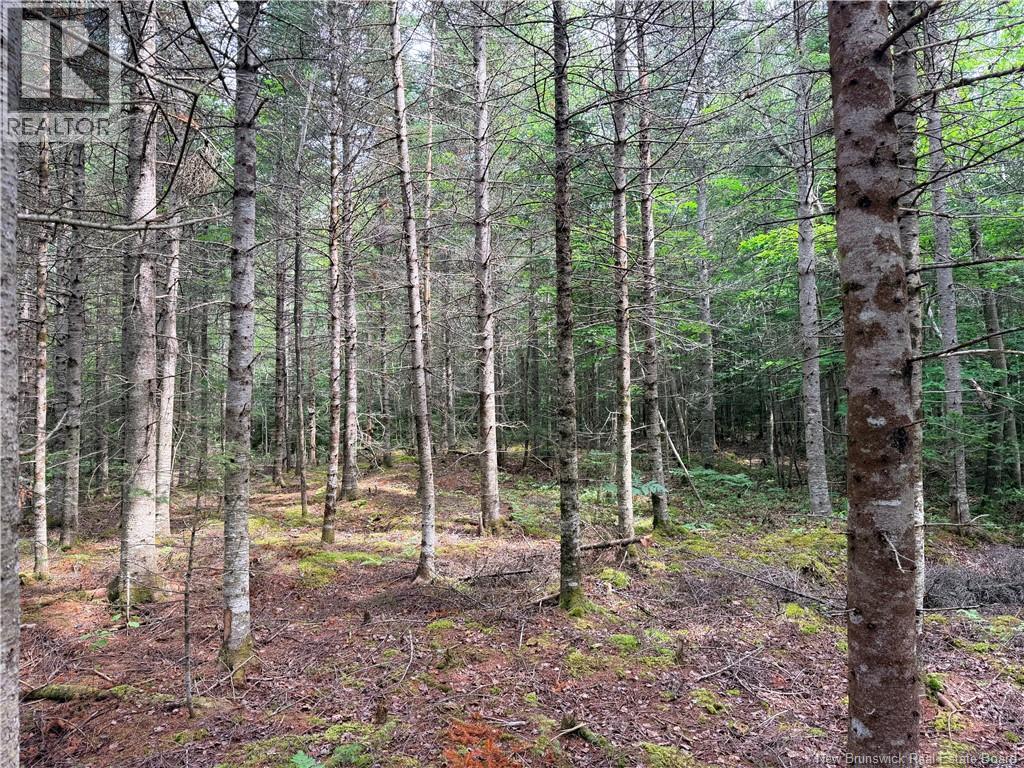 Off Drurys Cove Road, Ratter Corner, New Brunswick  E4E 3K9 - Photo 5 - NB144035