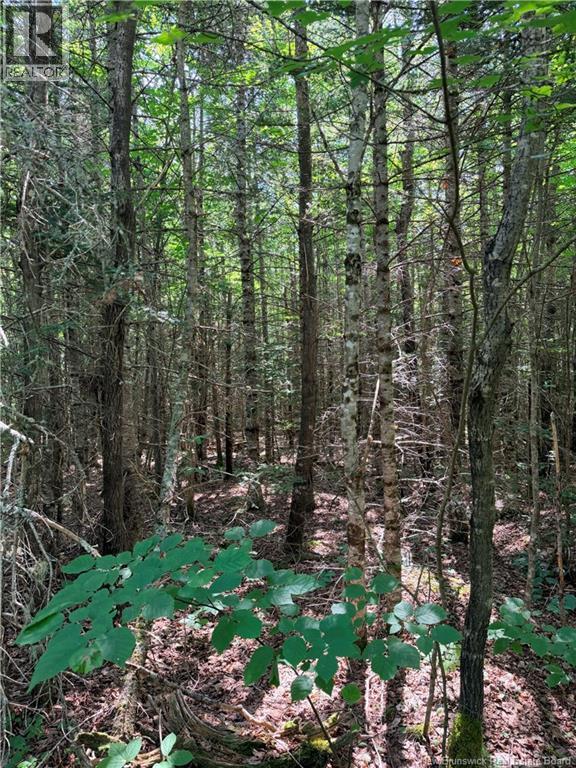 Off Drurys Cove Road, Ratter Corner, New Brunswick  E4E 3K9 - Photo 13 - NB144035