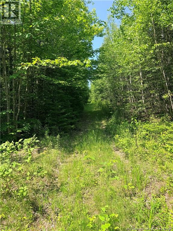 Off Drurys Cove Road, Ratter Corner, New Brunswick  E4E 3K9 - Photo 8 - NB144035
