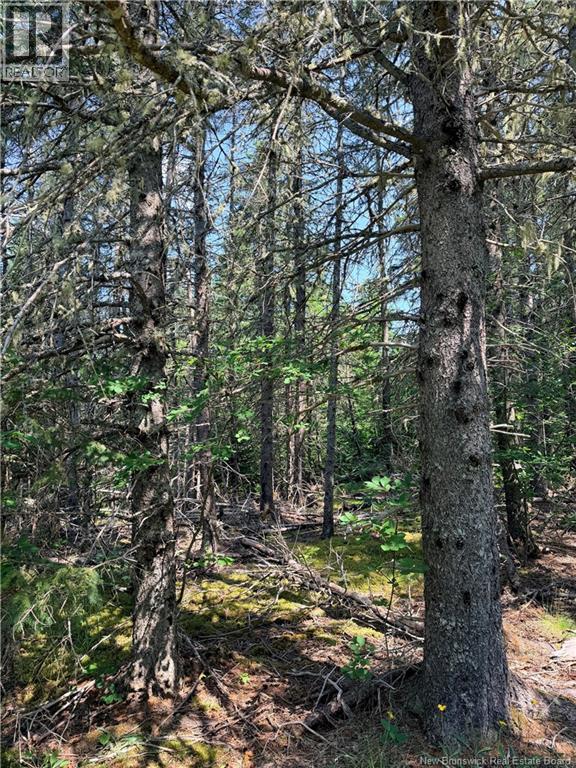 Off Drurys Cove Road, Ratter Corner, New Brunswick  E4E 3K9 - Photo 10 - NB144035