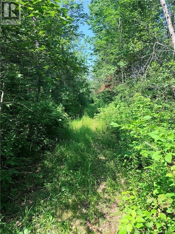 Off Drurys Cove Road, Ratter Corner, New Brunswick  E4E 3K9 - Photo 11 - NB144035