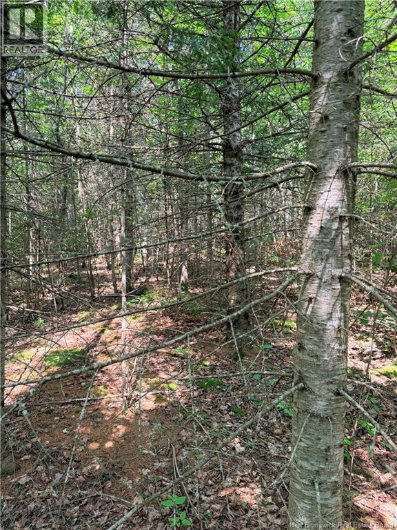 Off Drurys Cove Road, Ratter Corner, New Brunswick  E4E 3K9 - Photo 9 - NB144035