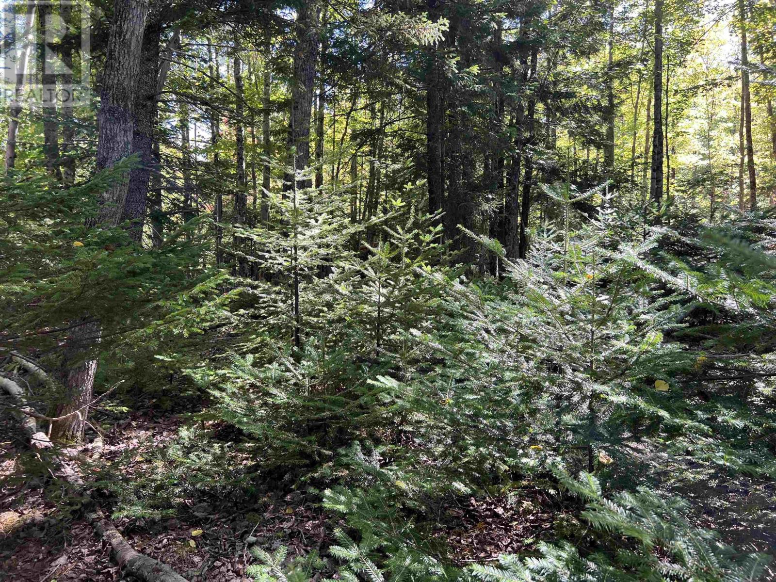 Lot 5 Conquerall Rd, Conquerall Bank, Nova Scotia  B4V 2W3 - Photo 10 - 202603553