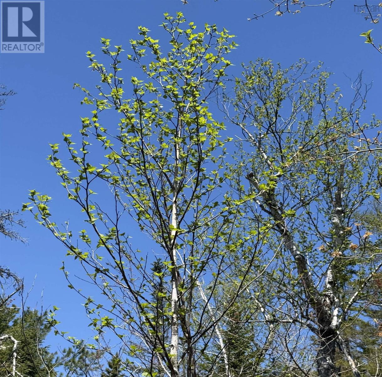 Lot 22 Marble Mountain Road, South Side River Denys, Nova Scotia  B0E 2Y0 - Photo 17 - 202611650