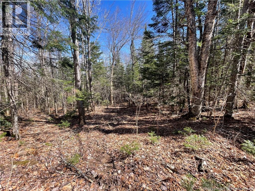 Lot Route 126, Rogersville, New Brunswick  E4Y 2N8 - Photo 25 - NB119222