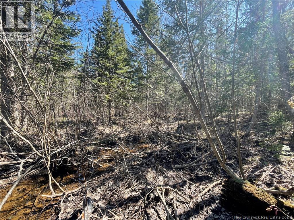 Lot Route 126, Rogersville, New Brunswick  E4Y 2N8 - Photo 31 - NB119222