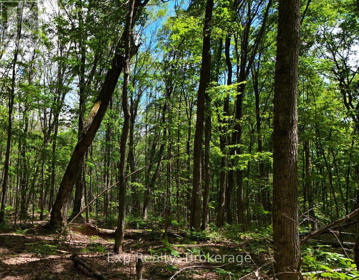 Lot 0 Contau Lake Road, Highlands East (Glamorgan), Ontario  K0M 1X0 - Photo 10 - X13572788