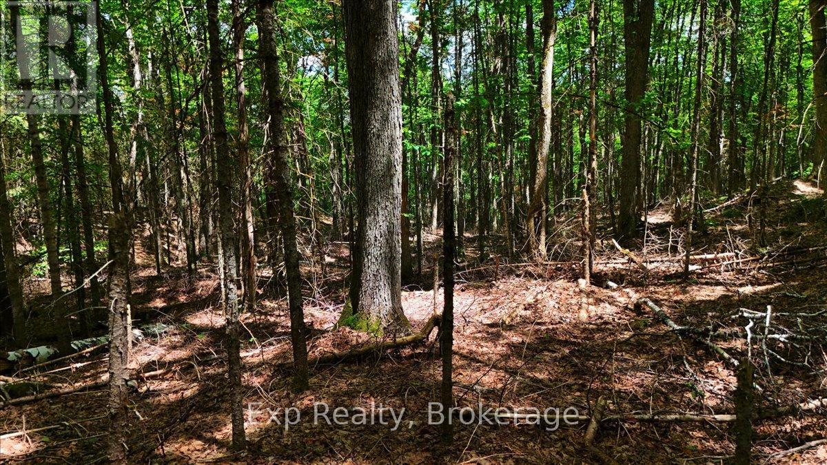 Lot 0 Contau Lake Road, Highlands East (Glamorgan), Ontario  K0M 1X0 - Photo 16 - X13572788