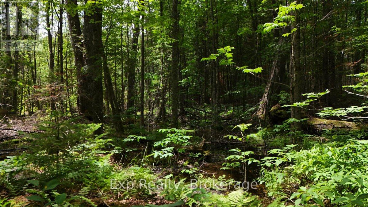 Lot 0 Contau Lake Road, Highlands East (Glamorgan), Ontario  K0M 1X0 - Photo 17 - X13572788