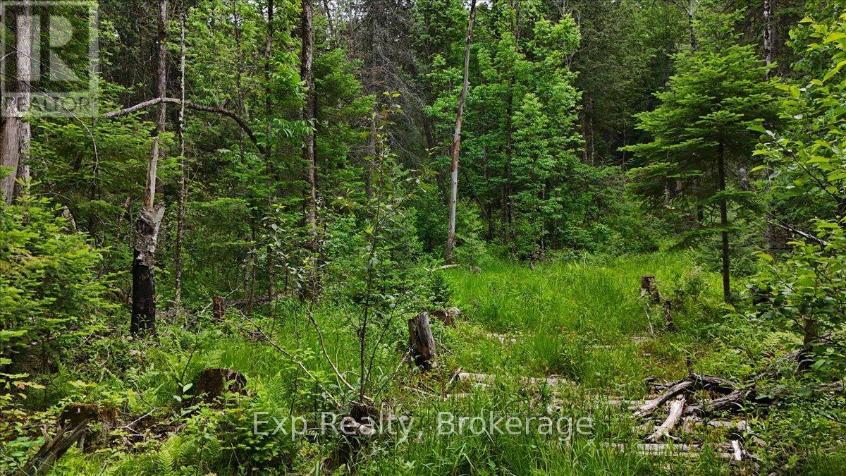 Lot 0 Contau Lake Road, Highlands East (Glamorgan), Ontario  K0M 1X0 - Photo 19 - X13572788