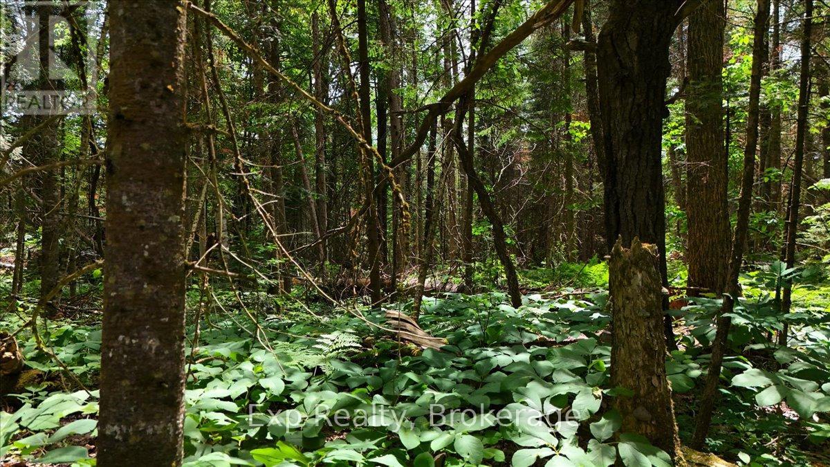 Lot 0 Contau Lake Road, Highlands East (Glamorgan), Ontario  K0M 1X0 - Photo 21 - X13572788
