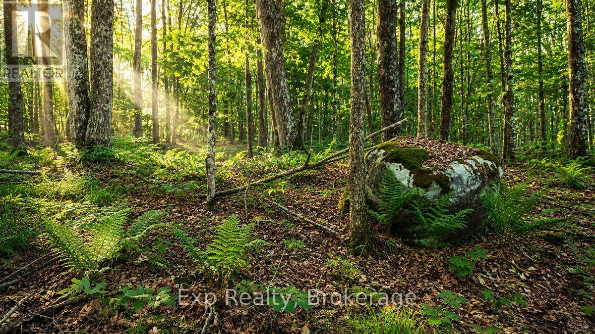 Lot 0 Contau Lake Road, Highlands East (Glamorgan), Ontario  K0M 1X0 - Photo 8 - X13572788