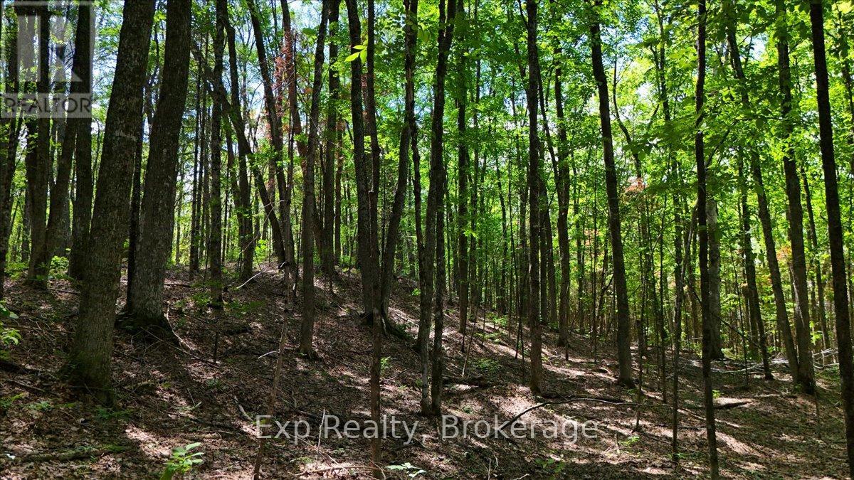 Lot 0 Contau Lake Road, Highlands East (Glamorgan), Ontario  K0M 1X0 - Photo 22 - X13572788
