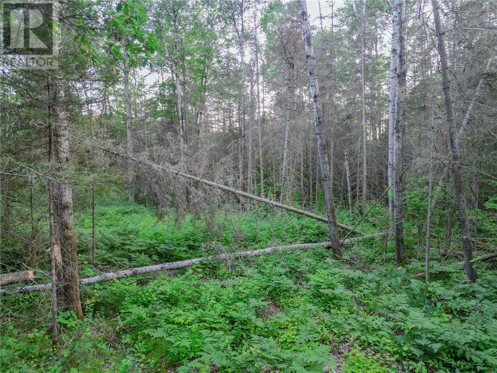 382 Old Webbwood Road Unit# Lot 1, Webbwood, Ontario  P0P 2G0 - Photo 10 - 2129268