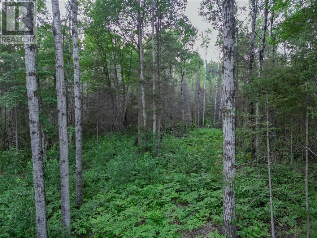 382 Old Webbwood Road Unit# Lot 1, Webbwood, Ontario  P0P 2G0 - Photo 7 - 2129268