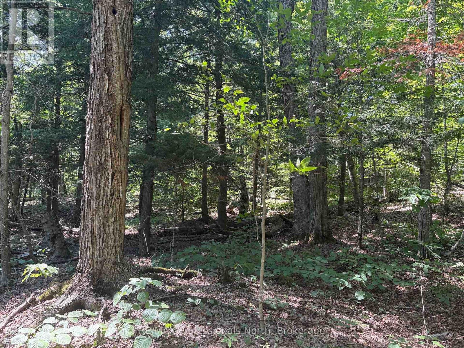 Pl6 Kennaway Road, Dysart Et Al, Ontario  K0M 1S0 - Photo 13 - X13577698
